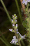 Common gypsyweed